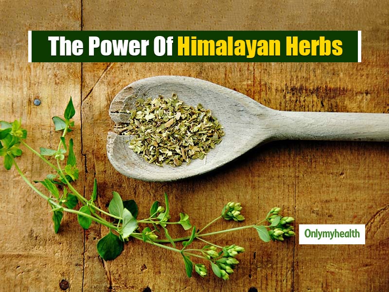 Identification and usage of himalayan herbs