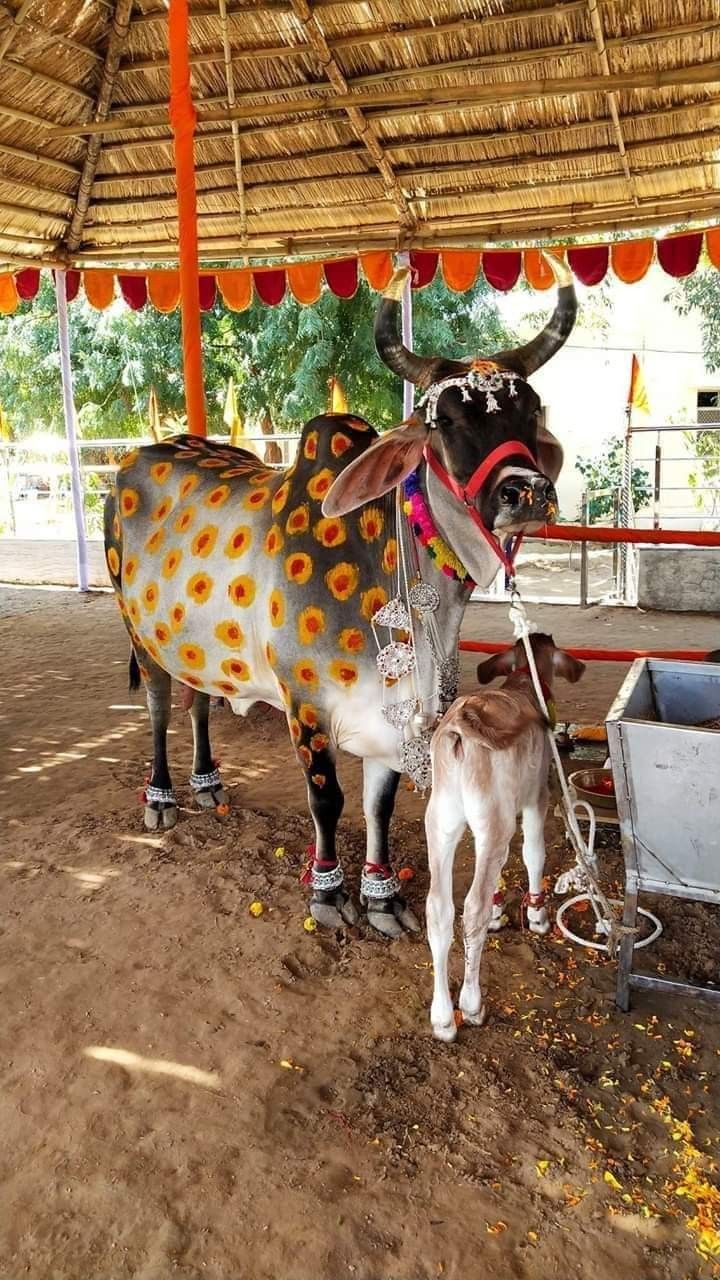 Cow ceremony - Yoga Rishi